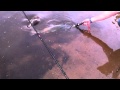 MONSTER MURRAY COD PT 2 Release And Blood