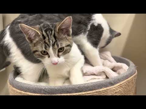 Truffle & Fig Biscuit Party - FFF