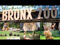 My Bronx Zoo Tour Bronx Zoo Animals Bronx Zoo 2020