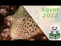 Diving Egypt 2022 Mangrove Bay