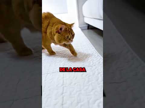 Este Gatito Es Un Amor! 🐱❤️😍