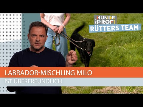 Dog training tutoring in a teacher's home 🤣 | The Dog Whisperer - Rütter's Team