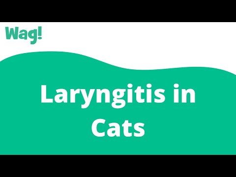 Laryngitis in Cats | Wag!