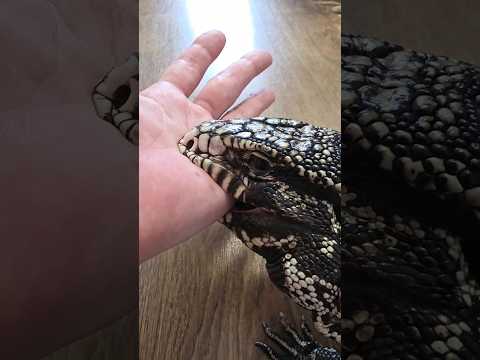 Нельзя просто так выйти, и не сделать дружеский кусь за руку