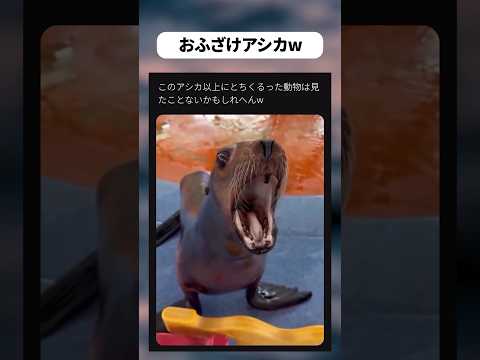 ふざけだすアシカw