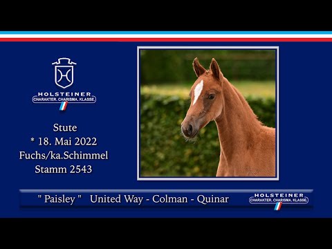 Holsteiner Elite-Fohlenauktion 2022 | Nr. 59 Paisley