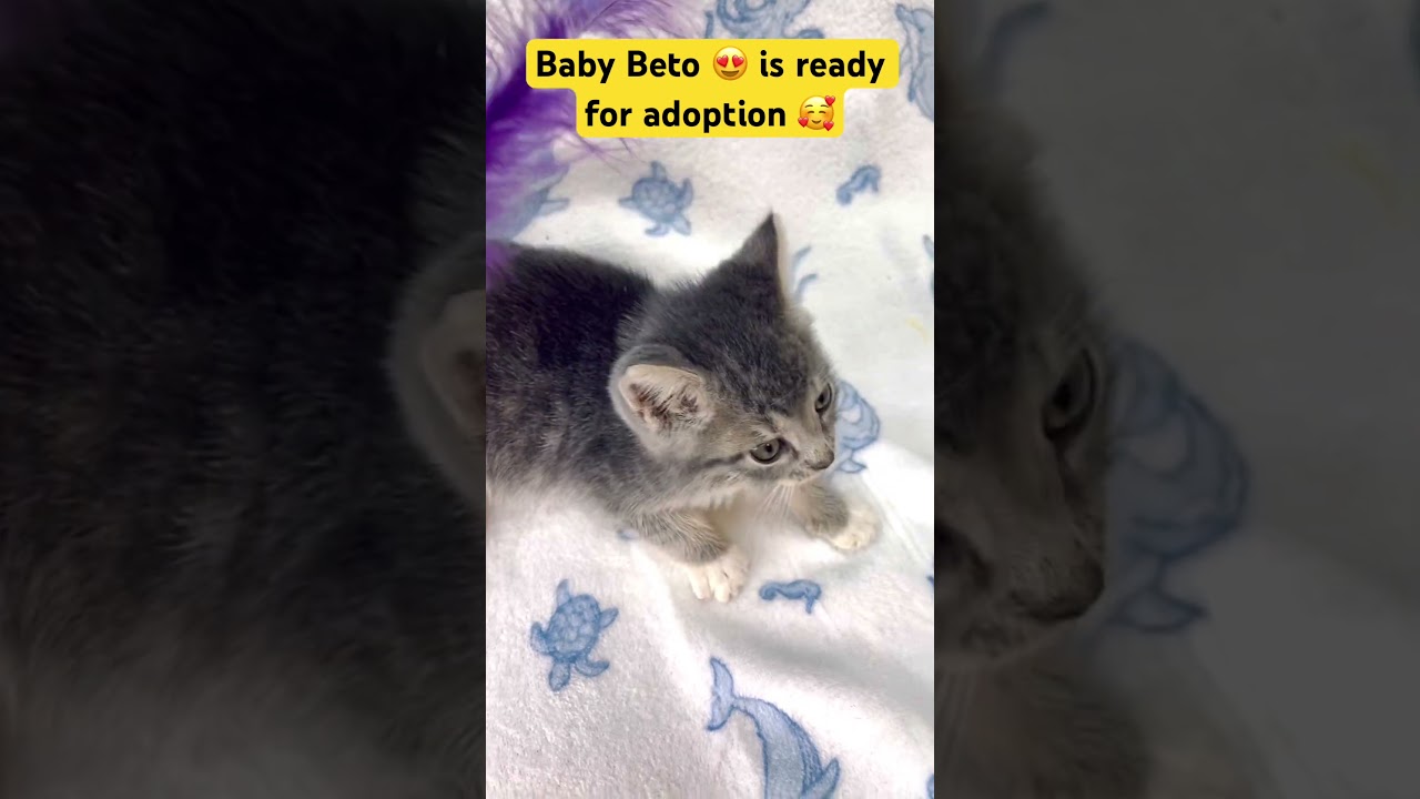 Beto, a Adoptable Domestic Medium Hair in Fort Pierce, FL video 6/6