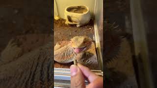 今日のペロちゃん🥰#reptiles #フトアゴヒゲトカゲ #animals