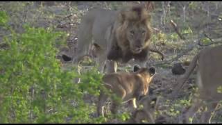 Safari Live-Oct 06, 2016- Nkuhuma females,cubs and bb .Cheeky cub swats "dad" (bb Boy)
