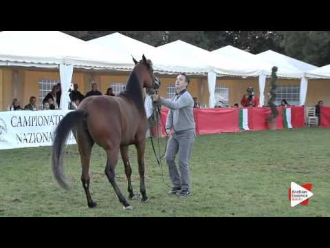 N.77 NAISHA REGALIS - Arezzo 2015 - 2 year old fillies (Class 8A)