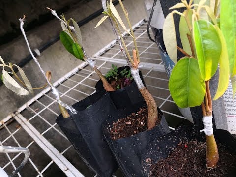 Download Lagu Cantuman Mata Tunas Anak Pokok Rambutan Dan 