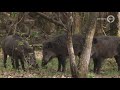 Lief! Jonge biggen spelen in het bos
