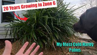 My Zone 6 Sabal Minors and Needle Palms Cold Hardy Palms