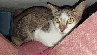 ចា.ប់បានហើយ បងប្អូន