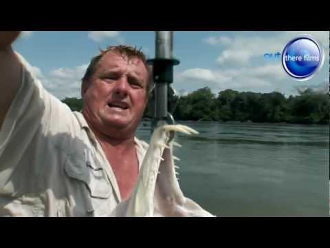 Sabre Toothed Vampire Fish - Fishing Expedition Amazonia