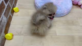 ポメラニアンの動画01