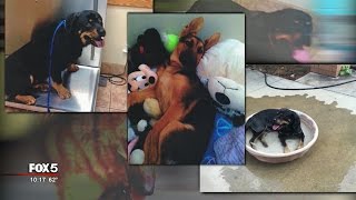 I-Team: Gwinnett, Fulton Animal Shelters Mistakenly Kill Dogs