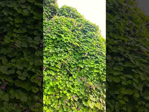 o Wazan #song #music #beach #maldives