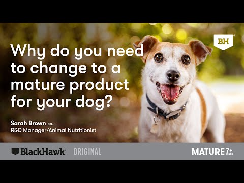 Benefits of Mature Dog Food