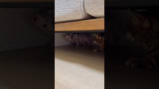 兄リンクに追いかけ回される猫アレクサンドラ【スフィンクス】