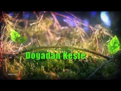 DOĞADAN KEŞFE - KENDİ KENDİNİ TEMİZLEYEN LOTUS YAPRAĞI