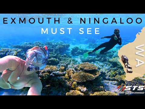 EXMOUTH & NINGALOO REEF | AN UNDERWATER PARADISE!