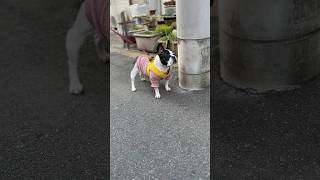 街の治安は私が守る？！聞き慣れない音に警戒心MAXなフレブル