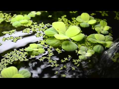9 Hours of Aquarium sounds for sleeping & relaxing