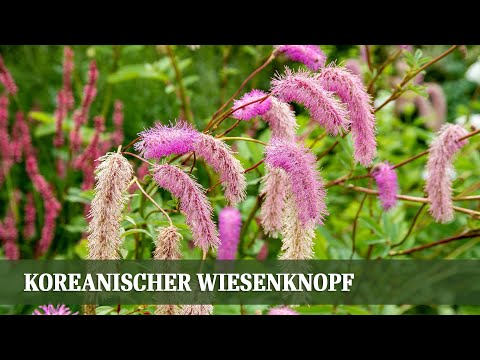 Sanguisorba Pink Brushes: Der unterschätzte Sommerstar