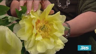 How to grow picture-perfect peonies - New Day Northwest