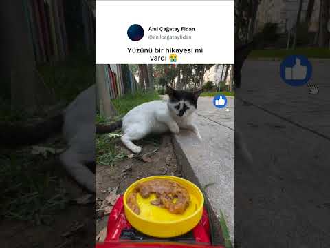 Aç olmasına rağmen yemeği kabul etmeyen kedi 😢
