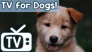 CalmYourDogMusicTV-forStressedDogs!NatureFootagewithsoothingMusicSeparationanxiety
