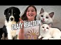 KITTENS MEET OUR DOG PINGU