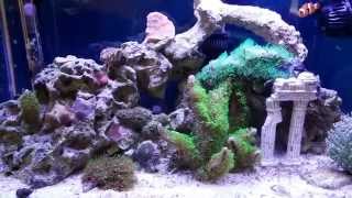 How to setup a 10 gallon nano reef tank, day 211