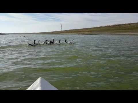 Canoe solara- Canal Dorobantu 1