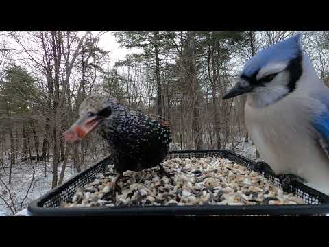 Blue Jay and European Starling tolerating each other
