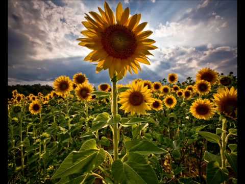 Otto pascal - Aleluia