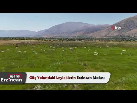 Göç Yolundaki Leyleklerin Erzincan Molası