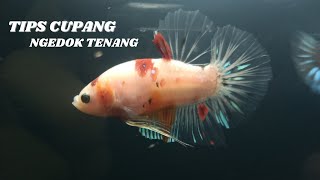 Download lagu TIPS BIKIN CUPANG NGEDOK TENANG! mp3 Download lagu TIPS BIKIN CUPANG NGEDOK TENANG! mp3
