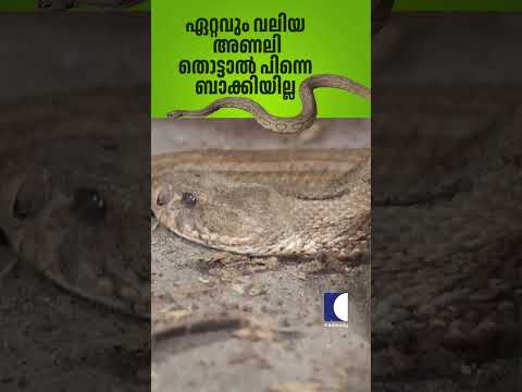 ഏറ്റവും വലിയ അണലി തൊട്ടാൽ പിന്നെ ബാക്കിയില്ല #viper #vavasuresh