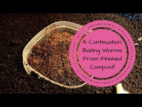 Baiting Worms From Finished Compost Continued #wormbin #vermicomposting