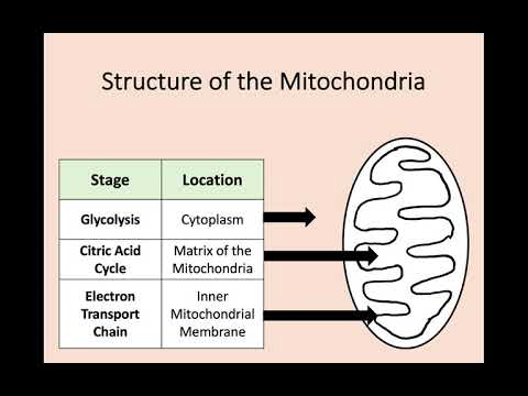 Higher Biology - 2.2 Cellular Respiration