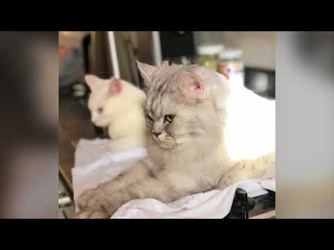 My Fluffy Friends - June 28th, 2018 - Kuwait City