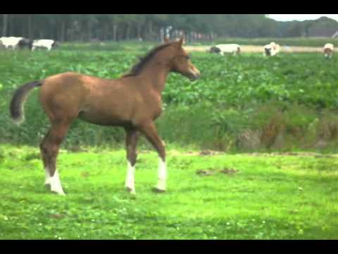 Pribaltik Kossack (Kunar T x Pribaltika by Balaton)