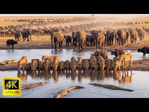 The World's Greatest Migration