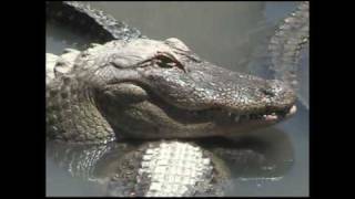 preview picture of video 'Colorado Alligators'