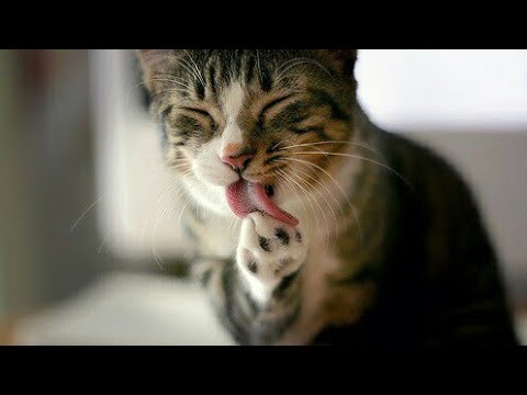 Cutest cat ever compilation 2019 [ CATS ARE CUTE😍😍😍]