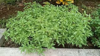 Download lagu Cara Menanam Kemangi Yang Cepat Di Panen mp3