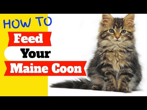 Maine Coon Cat Feeding | Feeding Your Mainecoon Cat