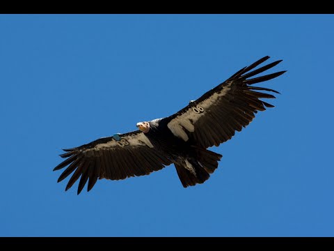 SDSU and San Diego Zoo collaborate on California condor conservation efforts